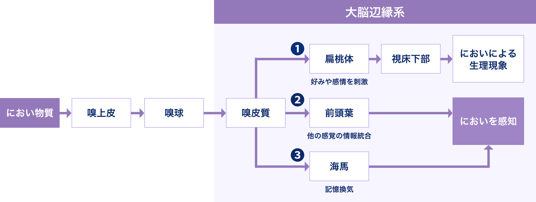 脳への3つの経路